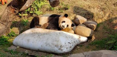 white and black pandas are sleeping on rocks in the sun photo