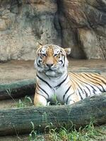 a tiger is sitting on a tree trunk in a glass cage photo