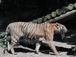 a tiger is walking in the wild against the background of a green tree trunk photo