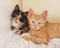 two cats in orange and black and striped relaxing on a towel against the background of a white wall photo