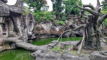 hordes of monkeys are playing in cages with rivers and trees photo