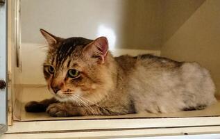 a cat with a cute face sitting relaxed photo