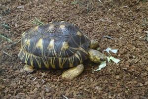 a turtle eating plants on sawdust photo