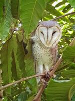 a white owl is perched on a tree photo