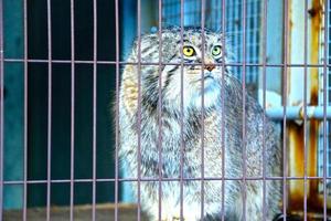 a stray cat with striped fur in an iron cage photo