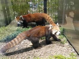 two brown foxes inside a clear glass cage