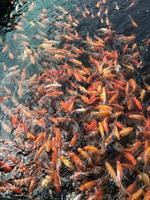 Hordas de peces en el estanque se pelean por la comida. foto