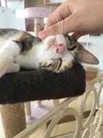 a cat that is overexcited when petted photo