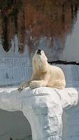 a polar bear is floating on ice cubes photo