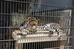 un leopardo duerme casualmente en una jaula foto