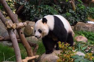 a panda is standing on a tree trunk in a zoo photo
