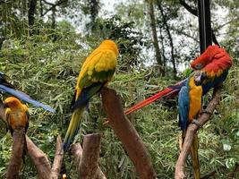 five birds that have beautiful colorful feathers on a tree trunk photo