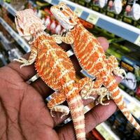 Los niños de iguana son de color naranja y blanco en manos humanas. foto