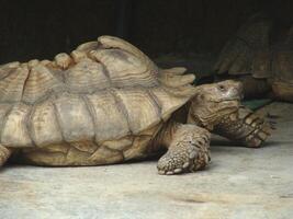 a brown turtle is staying under the cave photo