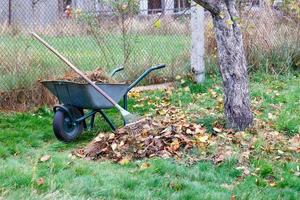 In the autumn garden there is a garden wheelbarrow with collected fallen yellow leaves and dry grass and a metal rake. photo