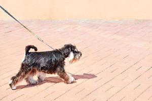 Schnauzer walks on a leash for a walk in the city park. photo