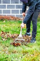 The gardener's hands take care of the green lawn, raking the fallen leaves on the green grass with a metal rake, vertical image.