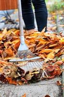Fallen yellow leaves are raked into a heap in the garden with a metal rake.