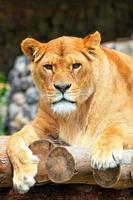 Portrait of a lioness resting on a deck of wooden logs. photo