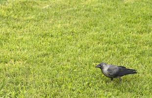 The rook walks along the bright green grass photo