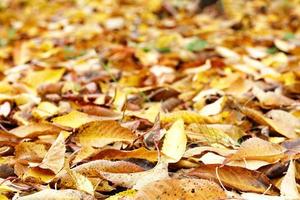 Beautiful bright background of autumn fallen foliage closeup in the foreground, with blur in the background. photo