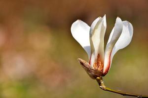 Big magnolia flower in spring garden close-up. photo