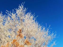 Branches and seeds of ash are covered with frost in the cold are illuminated by a bright and gentle sun against the blue sky. photo