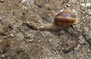 un gran caracol marrón se arrastra por el suelo foto