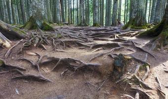 The texture of the roots of trees in the old forest. photo