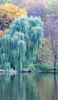 The green willow foliage bent its branches over the surface of the forest lake.