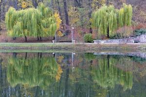 Hermosos sauces llorones verdes en la orilla de un estanque en un parque de otoño foto