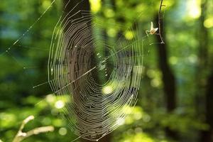 Spider web between branches of trees against the background of a green forest photo