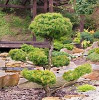 abeto bonsai con exuberantes agujas y hermosas ramas delicadamente recortadas contra el fondo de un jardín de piedra japonés en el desenfoque. foto