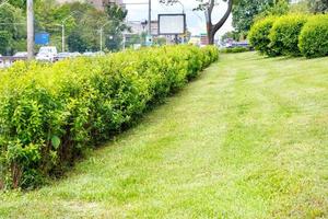 A green lawn with trimmed grass and lush bushes along a city street with heavy traffic. photo