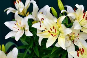Large flowers of a white lily on a dark green background with a slight blur.