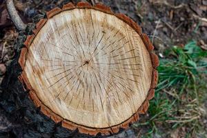 Cross cut of a tree close-up, top view. photo