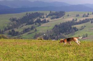 Carpathians. Mountain landscape. The hunting dog takes the trail.