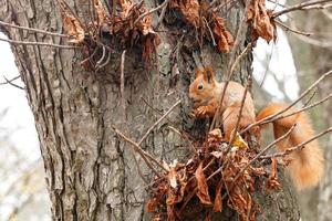 A small orange squirrel sits on a tree in the autumn in the park and nibbles a walnut. photo