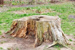 A large rotten stump with powerful roots among a clearing with green grass. photo