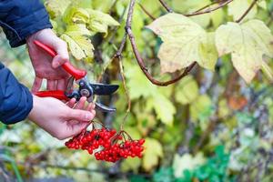A farmer's hands cut a bunch of viburnum with pruning shears against a blurred background of an autumn garden. photo
