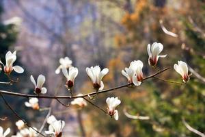 Graceful branch with white magnolia flowers in the spring garden.