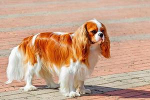 Cavalier King Charles Spaniel en el fondo de la acera bordeada de adoquines rojos. foto