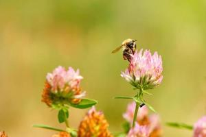 A bee collects nectar on a pink clover flower. photo