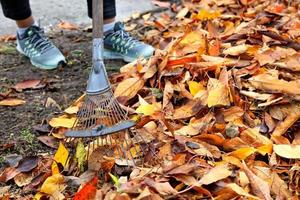 The gardener is raking a bunch of fallen yellow leaves with a metal rake in an autumn garden.