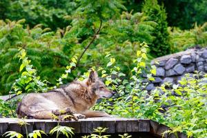 The wolf lies on a wooden platform, resting after dinner, against a background of blurred green foliage and a stone wall. photo