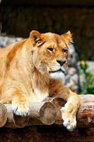 Portrait of a lioness resting on a platform made of wooden logs. photo