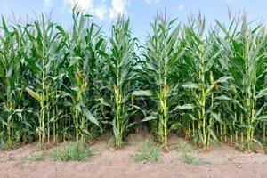 Slender corn stalks grow in even rows. photo