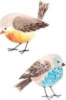 Multicolored birds vector watercolor hand painted