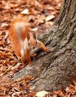 Portrait of a curious orange squirrel peeking from behind the roots of a tree. photo