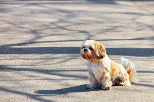 A Shitsu dog is sitting on the asphalt sidewalk in a sunny spring day. photo